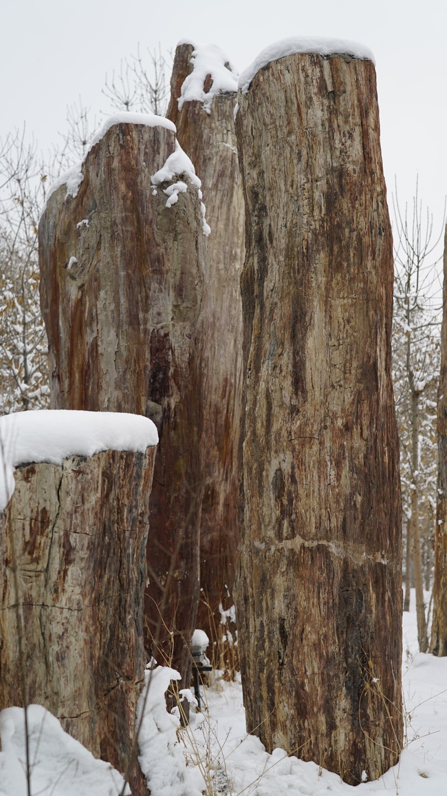 Parcul ecologic antic din Xinjiang(II)