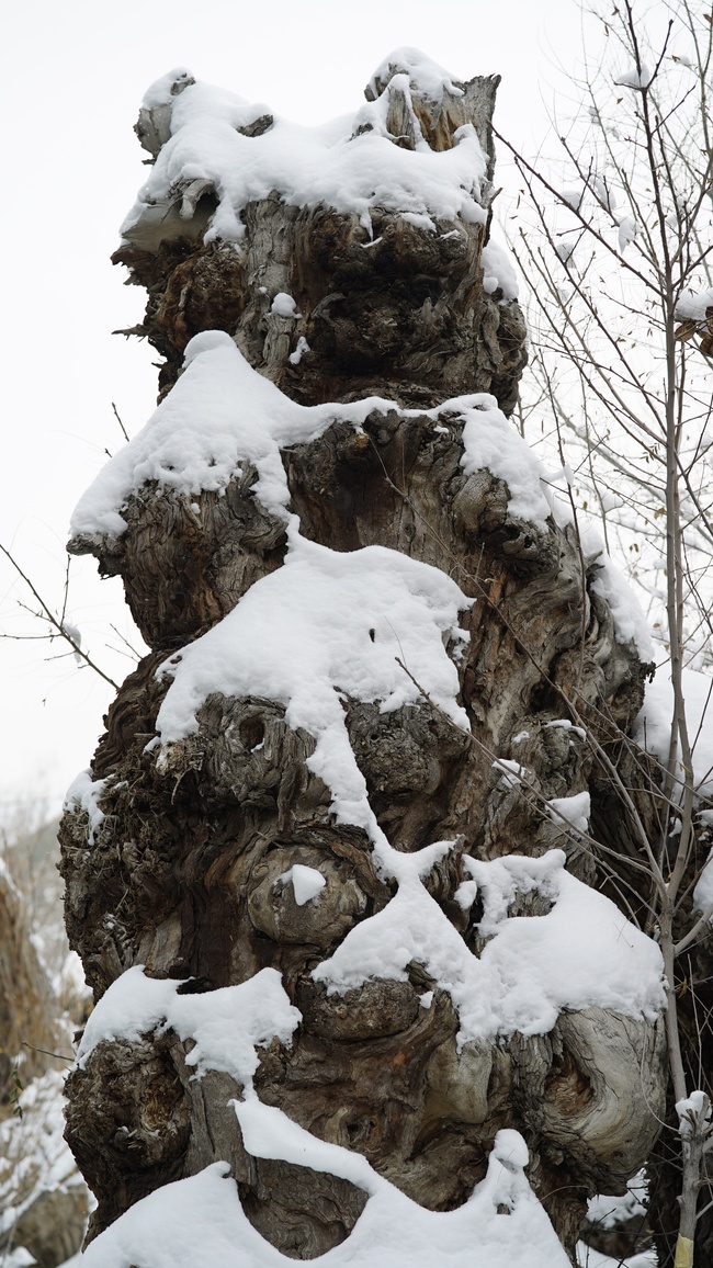 Parcul ecologic antic din Xinjiang(II)