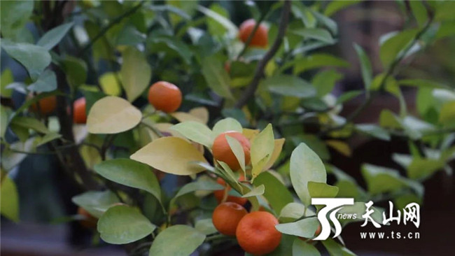 Soiuri de fructe din sudul Chinei cultivate cu succes în Xinjiang