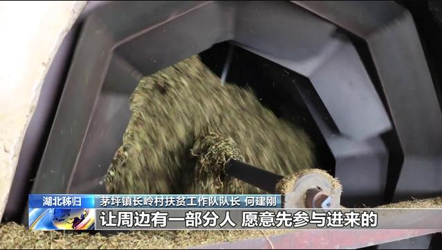 Fermieri de ceai pe calea îmbogățirii Fermieri de ceai pe calea îmbogățirii