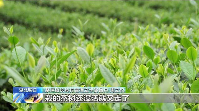 Fermieri de ceai pe calea îmbogățirii