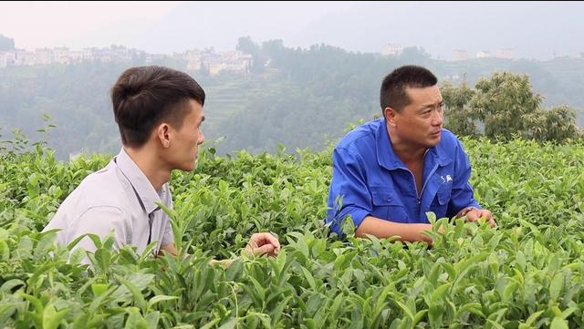 Fermieri de ceai pe calea îmbogățirii Fermieri de ceai pe calea îmbogățirii