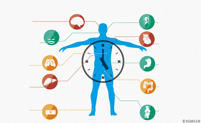 Îmbătrânirea organelor corpului omenesc are un „orar”clar  (II)