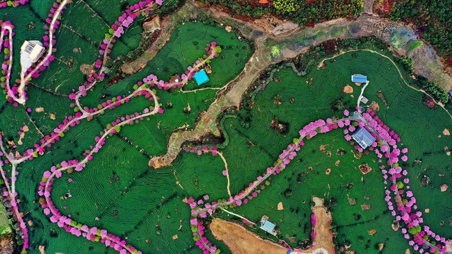 Cireșii înfloriți, atracția din provincia Fujian