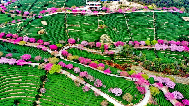 Cireșii înfloriți, atracția din provincia Fujian