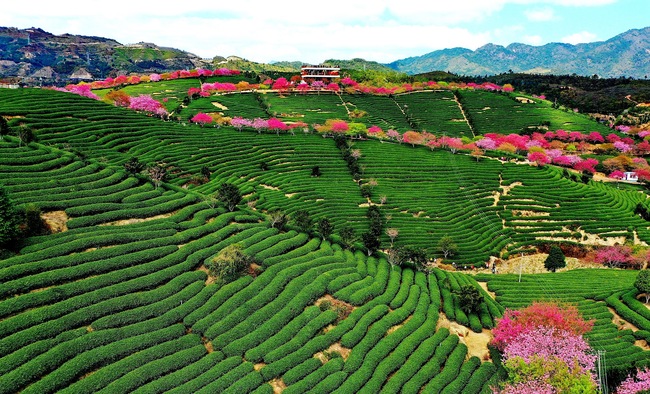 Cireșii înfloriți, atracția din provincia Fujian