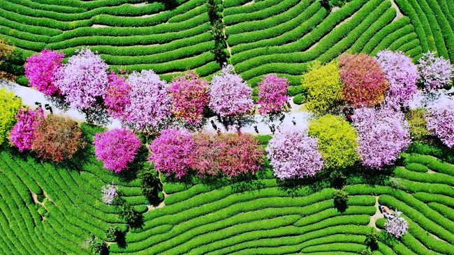 Cireșii înfloriți, atracția din provincia Fujian