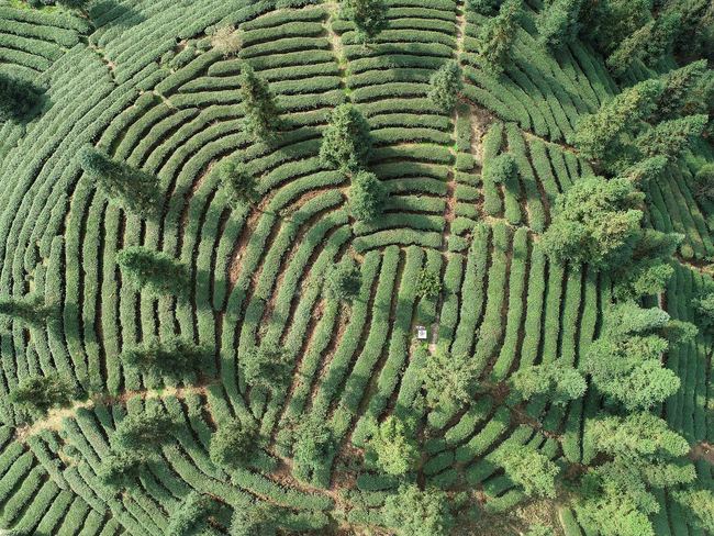 Culegerea ceaiului în provincia Guizhou