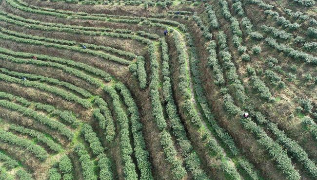 Culegerea ceaiului în provincia Guizhou Culegerea ceaiului în provincia Guizhou