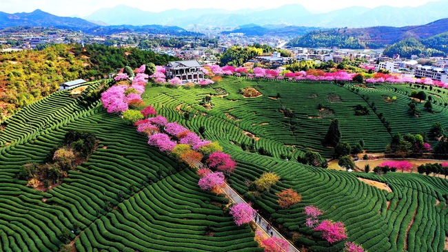 Cireșii înfloriți, atracția din provincia Fujian