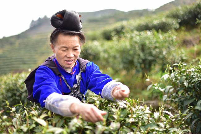 Culegerea ceaiului în provincia Guizhou Culegerea ceaiului în provincia Guizhou