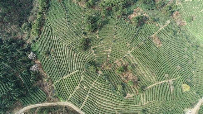 Culegerea ceaiului în provincia Guizhou