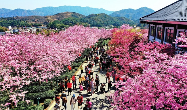 Cireșii înfloriți, atracția din provincia Fujian