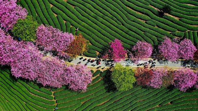 Cireșii înfloriți, atracția din provincia Fujian