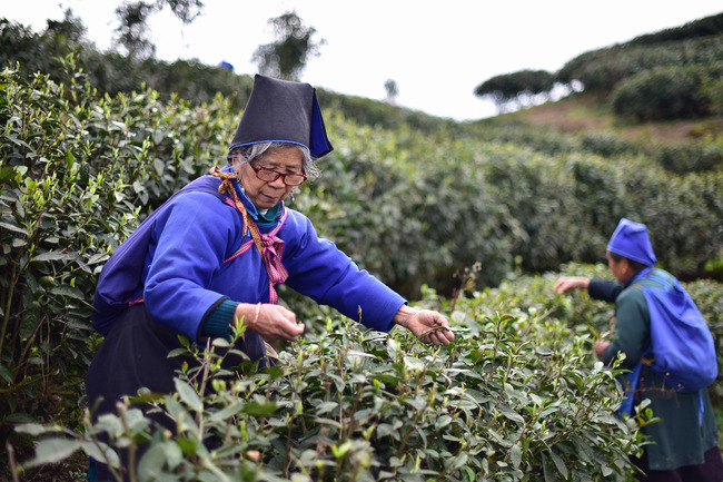 Culegerea ceaiului în provincia Guizhou Culegerea ceaiului în provincia Guizhou