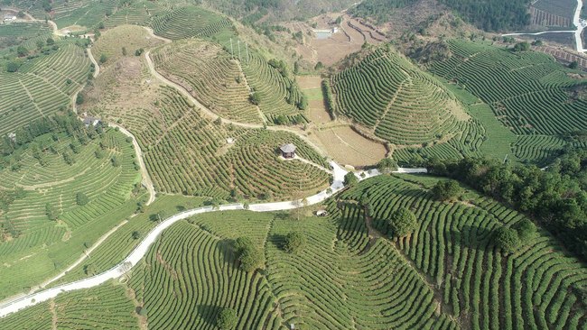 Culegerea ceaiului în provincia Guizhou