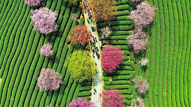 Cireșii înfloriți, atracția din provincia Fujian