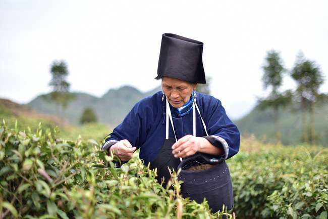 Culegerea ceaiului în provincia Guizhou Culegerea ceaiului în provincia Guizhou