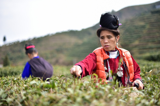 Culegerea ceaiului în provincia Guizhou