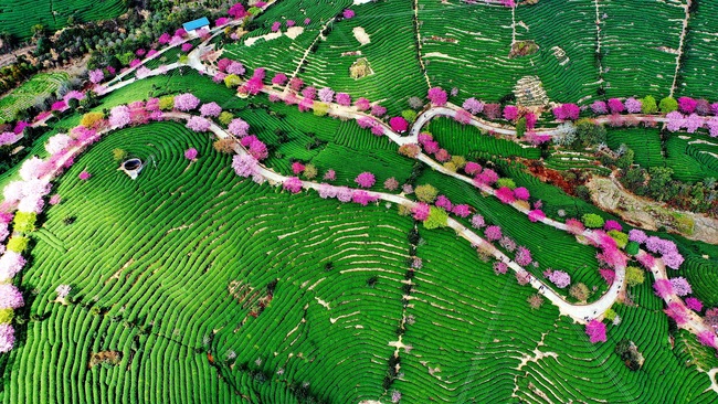 Cireșii înfloriți, atracția din provincia Fujian