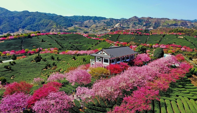 Cireșii înfloriți, atracția din provincia Fujian