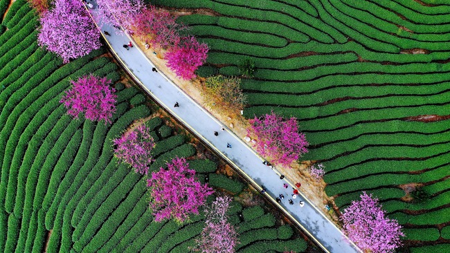 Cireșii înfloriți, atracția din provincia Fujian