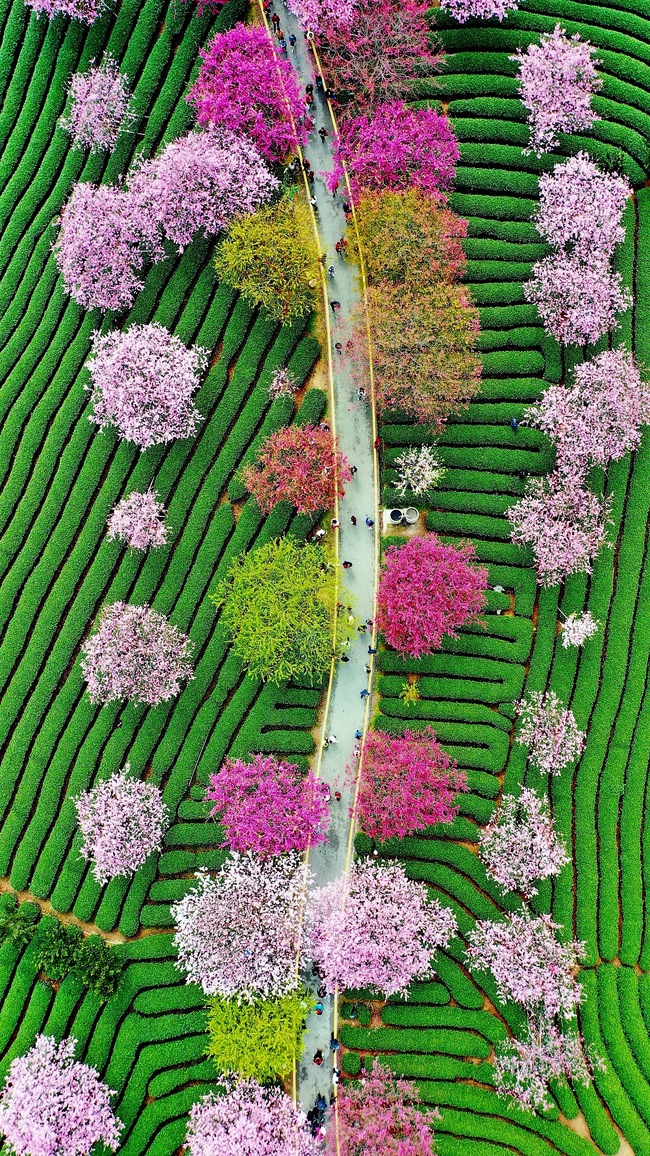 Cireșii înfloriți, atracția din provincia Fujian