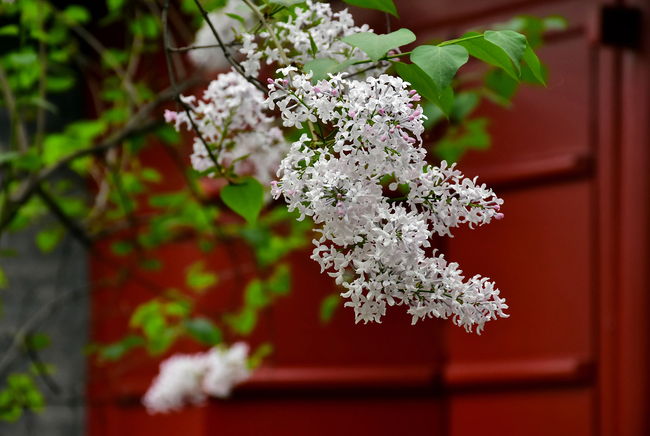 Flori de liliac și magnolia în Templul Guangji