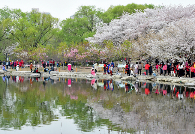 Flori de cireș în Parcul Yuyuantan