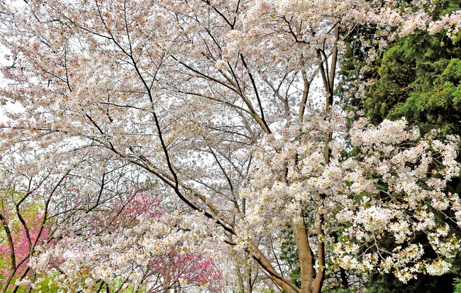 Flori de cireș în Parcul Yuyuantan