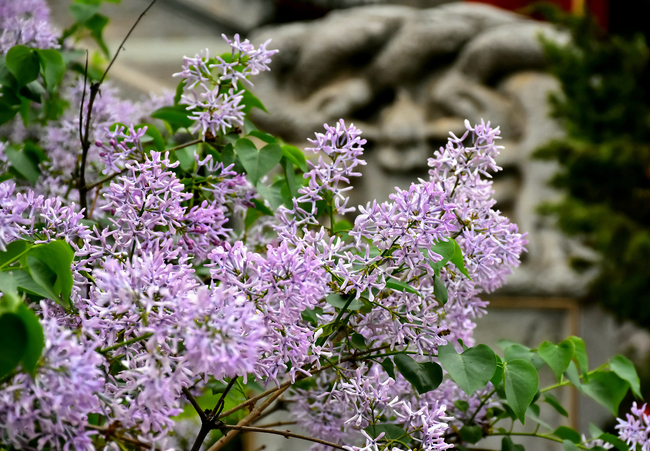 Flori de liliac și magnolia în Templul Guangji
