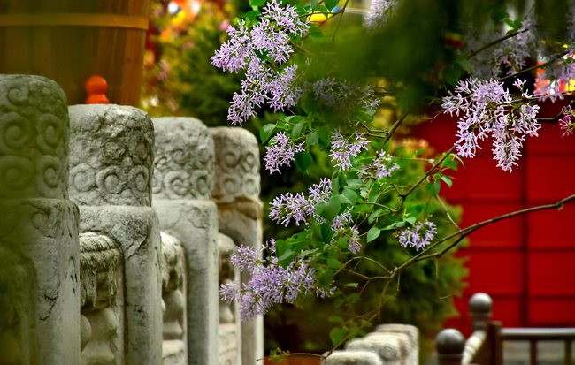 Flori de liliac și magnolia în Templul Guangji