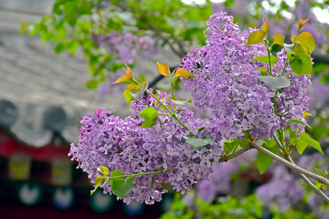 Flori de liliac și magnolia în Templul Guangji