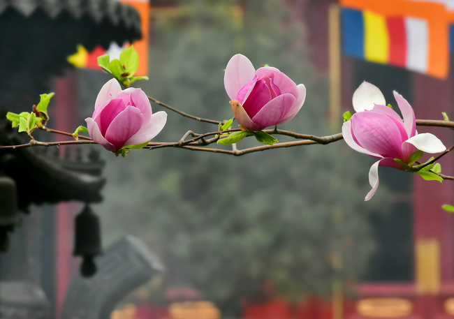 Flori de liliac și magnolia în Templul Guangji