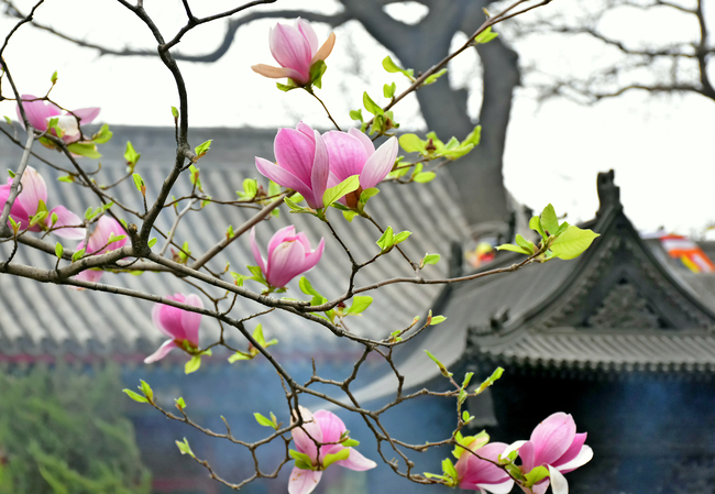 Flori de liliac și magnolia în Templul Guangji