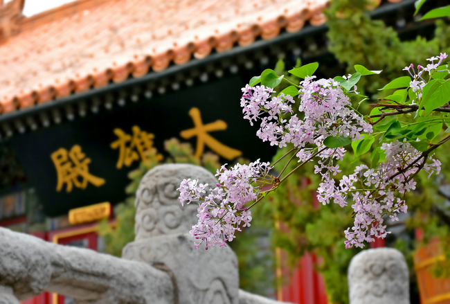 Flori de liliac și magnolia în Templul Guangji