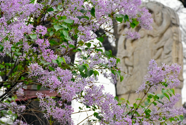 Flori de liliac și magnolia în Templul Guangji