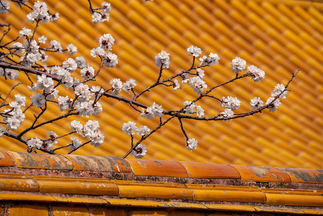 Florile primăverii împodobesc Palatul Imperial