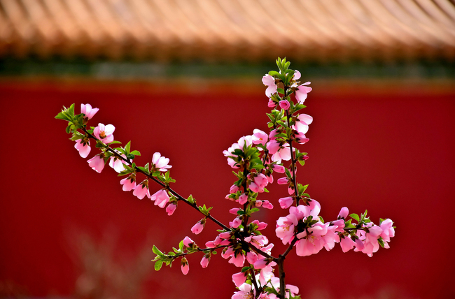 Florile primăverii împodobesc Palatul Imperial