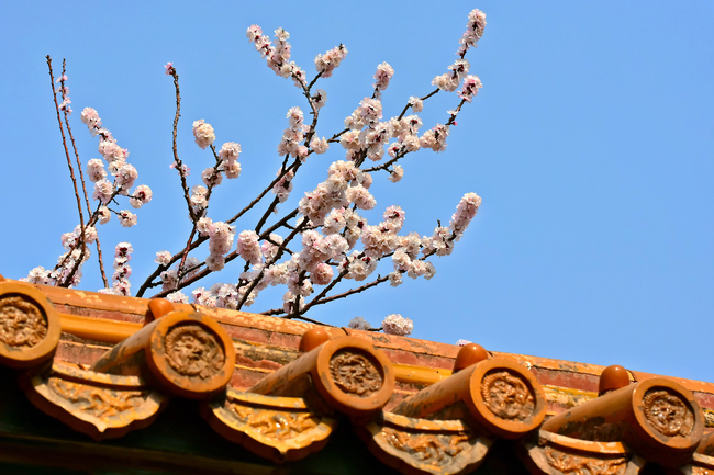 Florile primăverii împodobesc Palatul Imperial