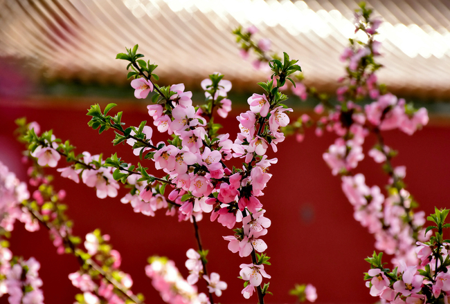 Florile primăverii împodobesc Palatul Imperial