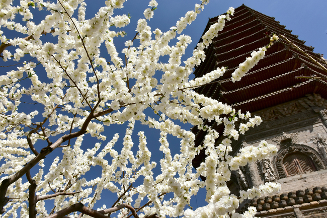 Florile de la Templul Cishou, un tablou de primăvară