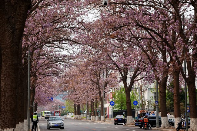 Beijing, lumea florilor