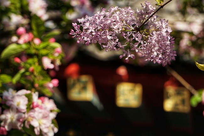 Beijing, lumea florilor