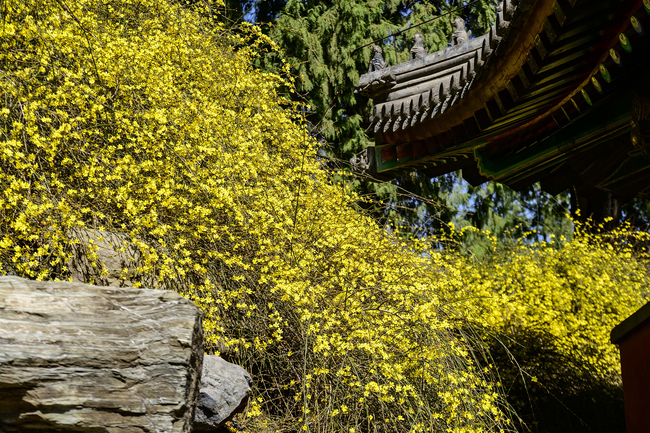 Beijing, lumea florilor