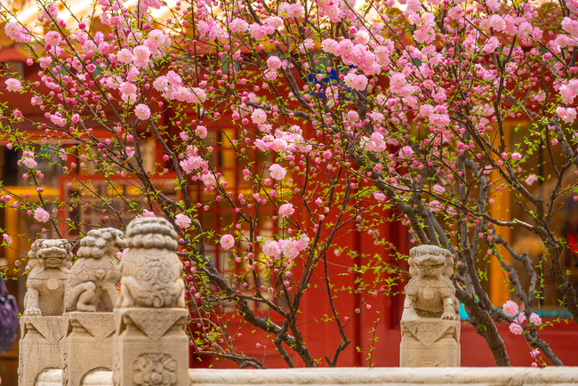 Beijing, lumea florilor