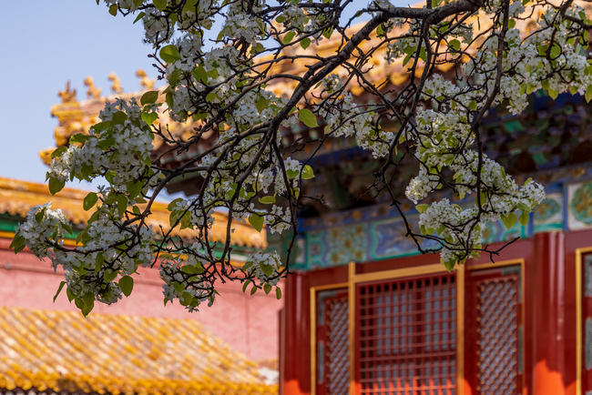 Beijing, lumea florilor Beijing, lumea florilor