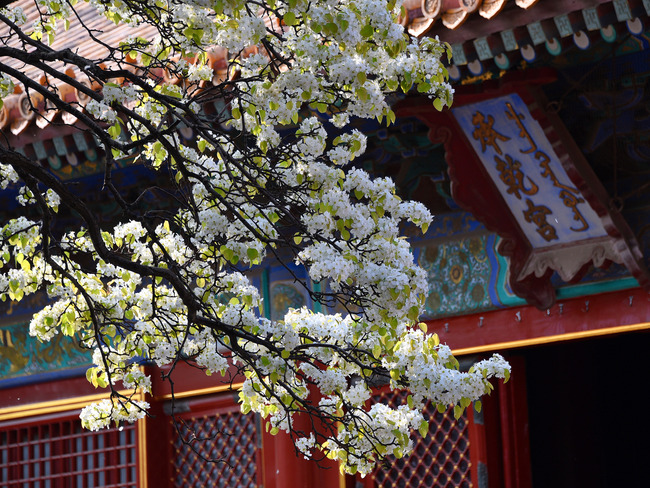 Beijing, lumea florilor Beijing, lumea florilor