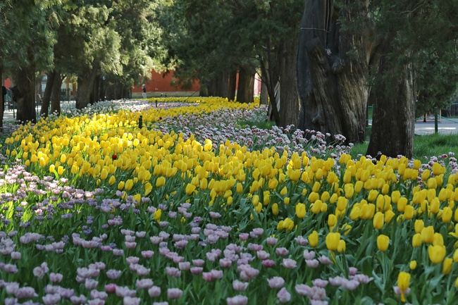 Beijing, lumea florilor Beijing, lumea florilor