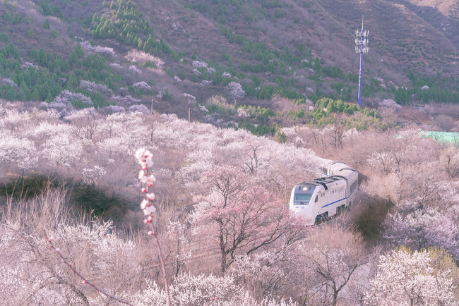 Beijing, lumea florilor